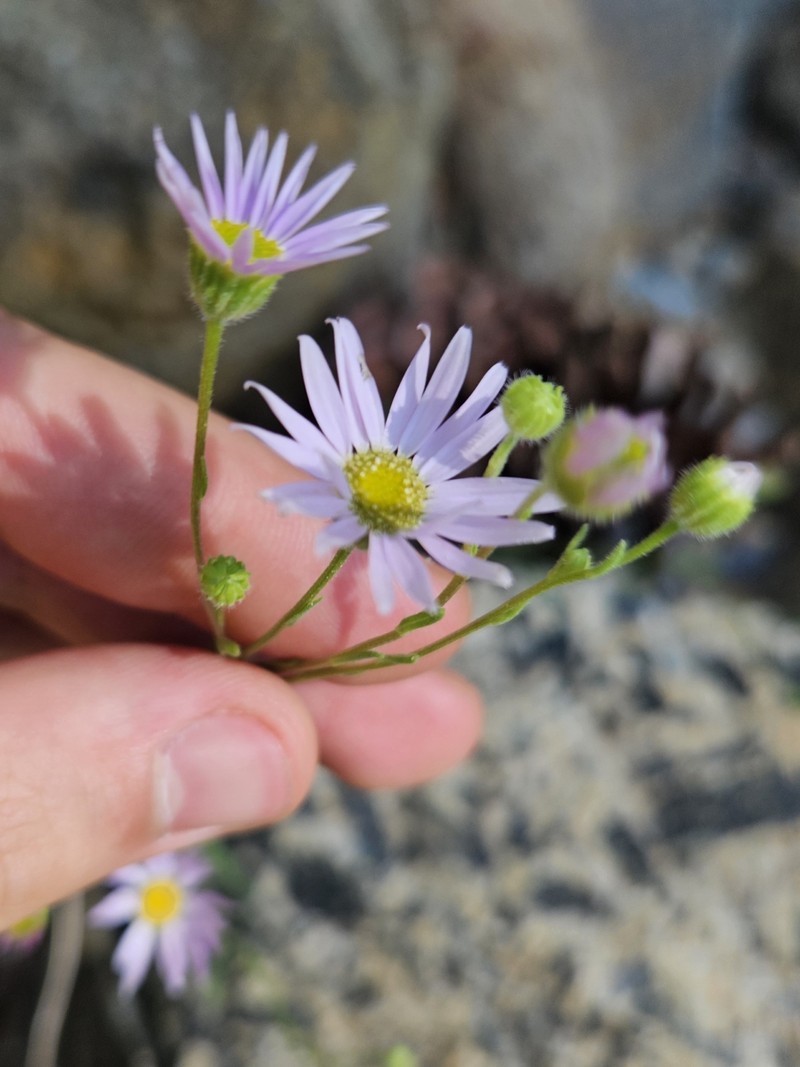 Erigeron lassenianus var. lassenianus photo 5