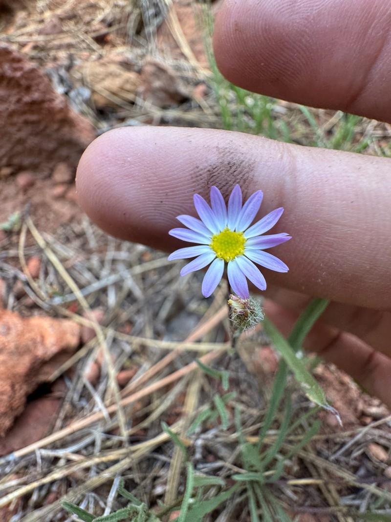 Erigeron lassenianus var. lassenianus photo 6