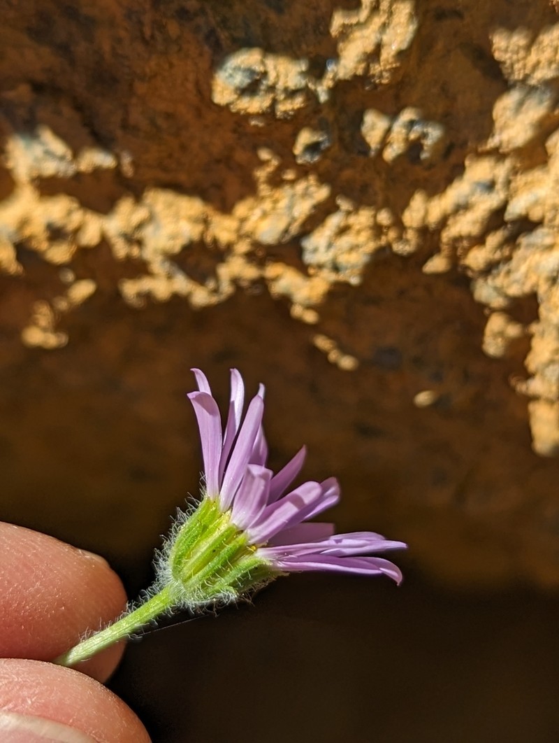 Erigeron lassenianus var. lassenianus photo 7