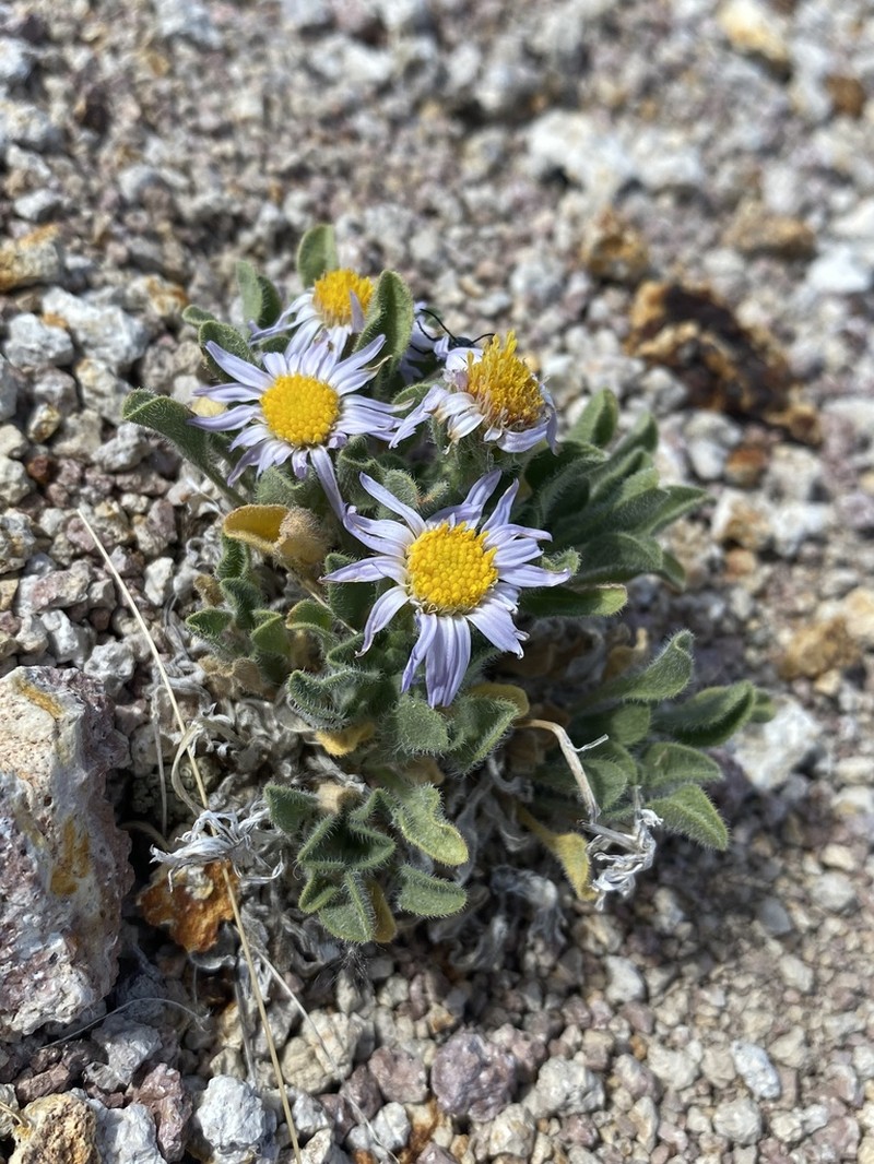 Broad Fleabane photo 3