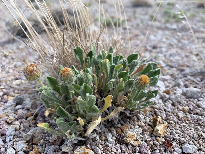 Broad Fleabane photo 4