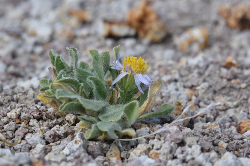 Broad Fleabane photo 6