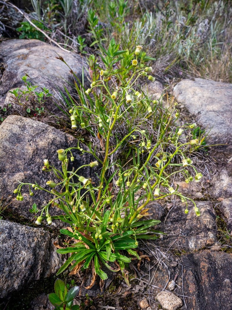 Erigeron laxiflorus