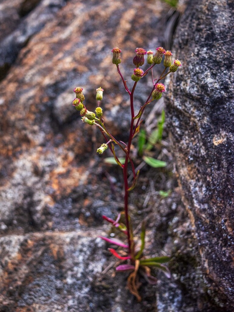 Erigeron laxiflorus photo 3
