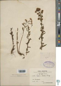 Erigeron lechleri