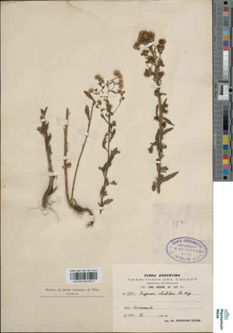 Erigeron lechleri