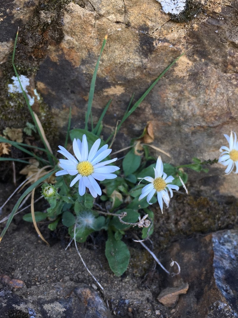 Leiberg's Fleabane