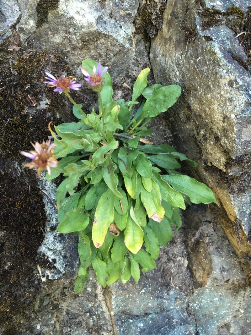 Leiberg's Fleabane photo 2