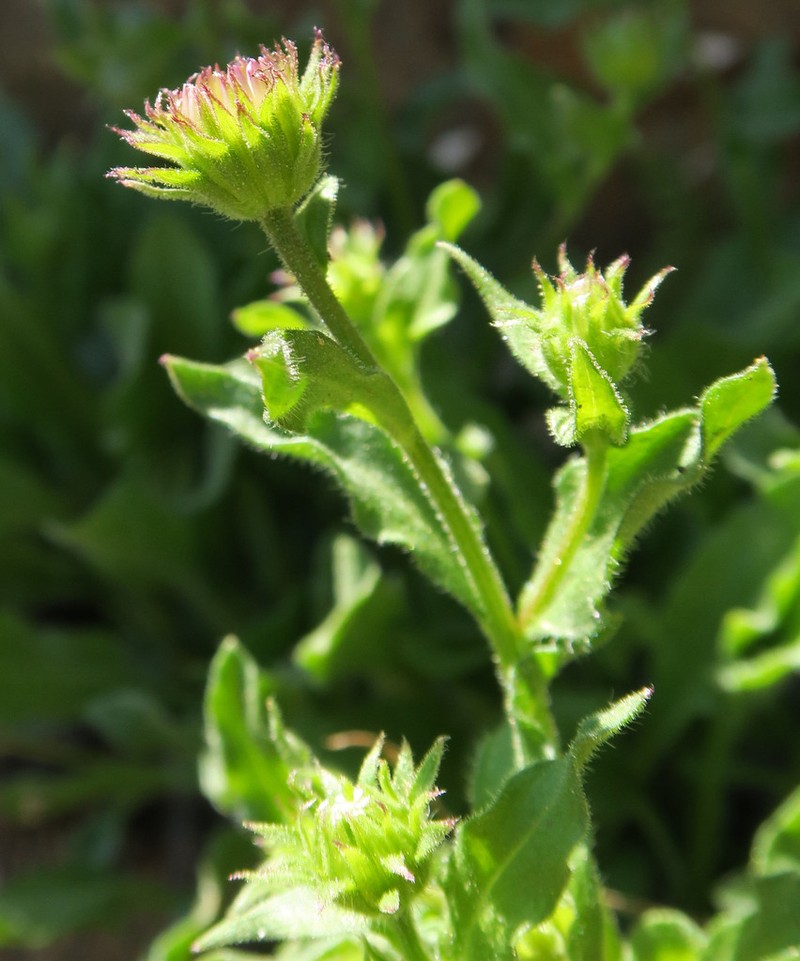 Leiberg's Fleabane photo 3