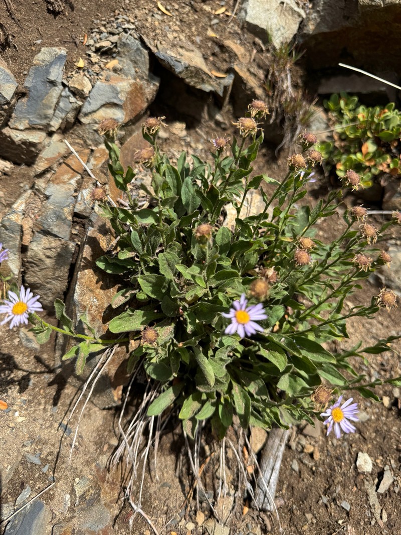 Leiberg's Fleabane photo 4