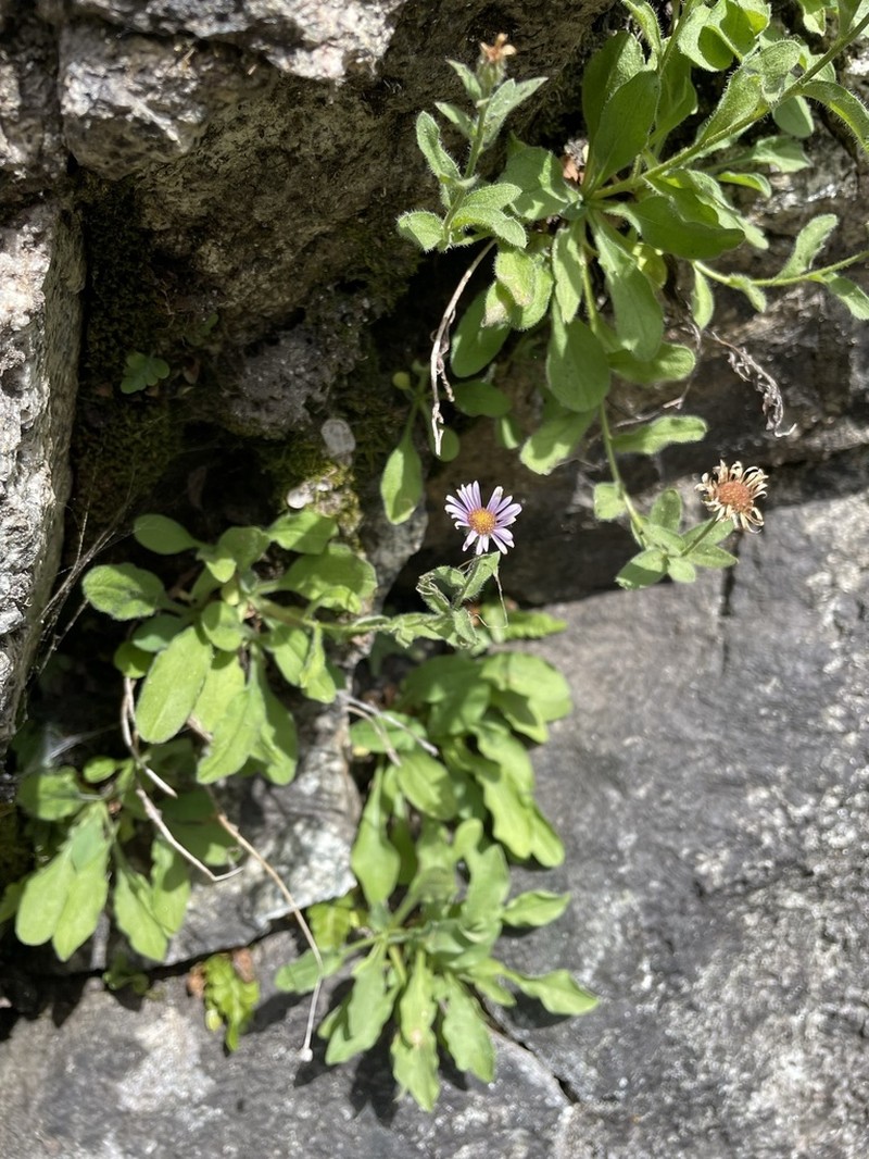Leiberg's Fleabane photo 5
