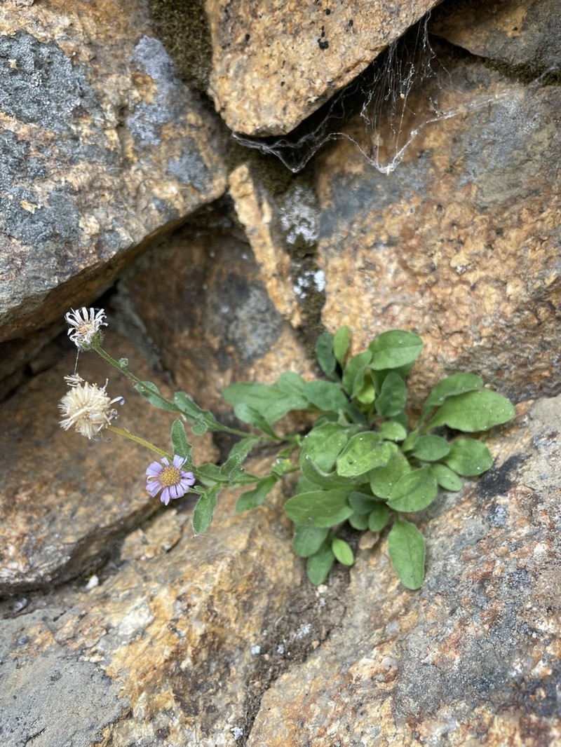 Leiberg's Fleabane photo 6