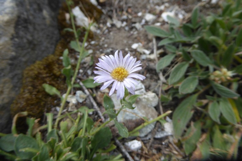 Leiberg's Fleabane photo 7