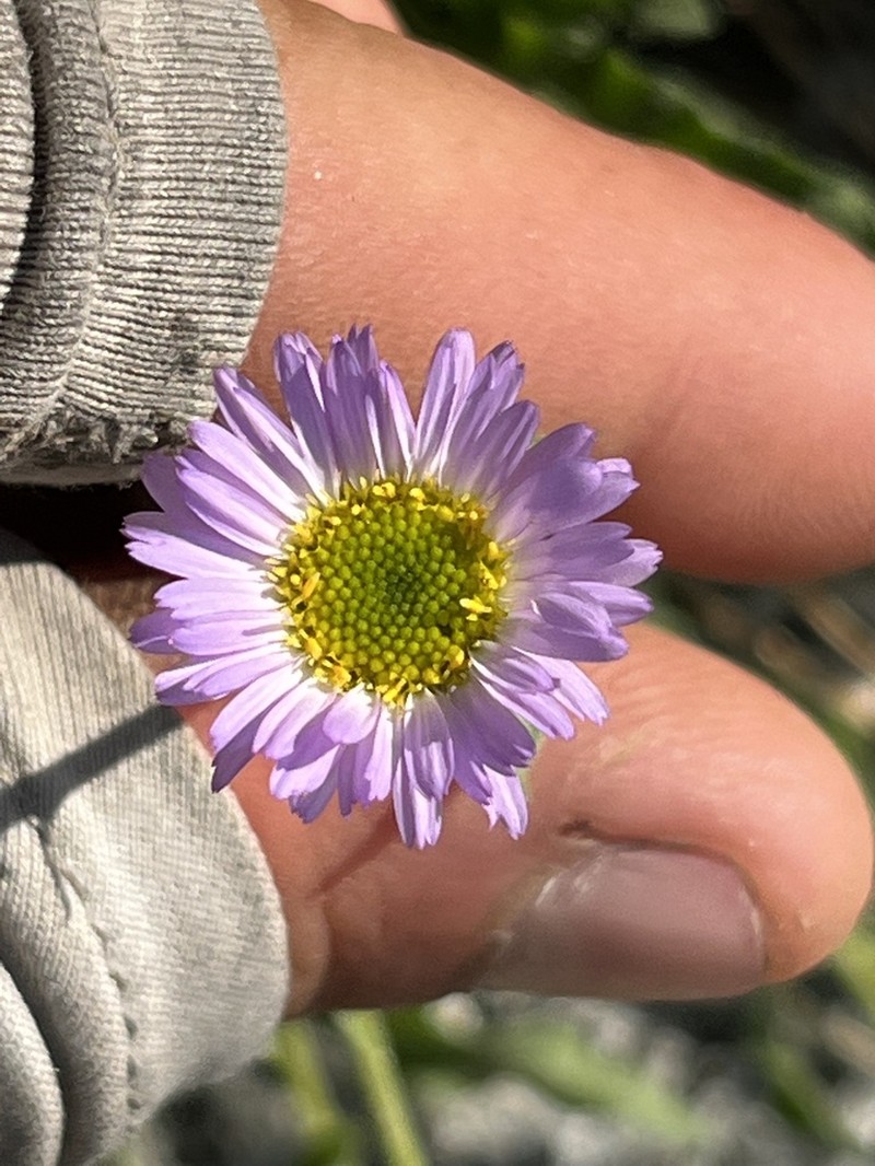 Leiberg's Fleabane photo 8