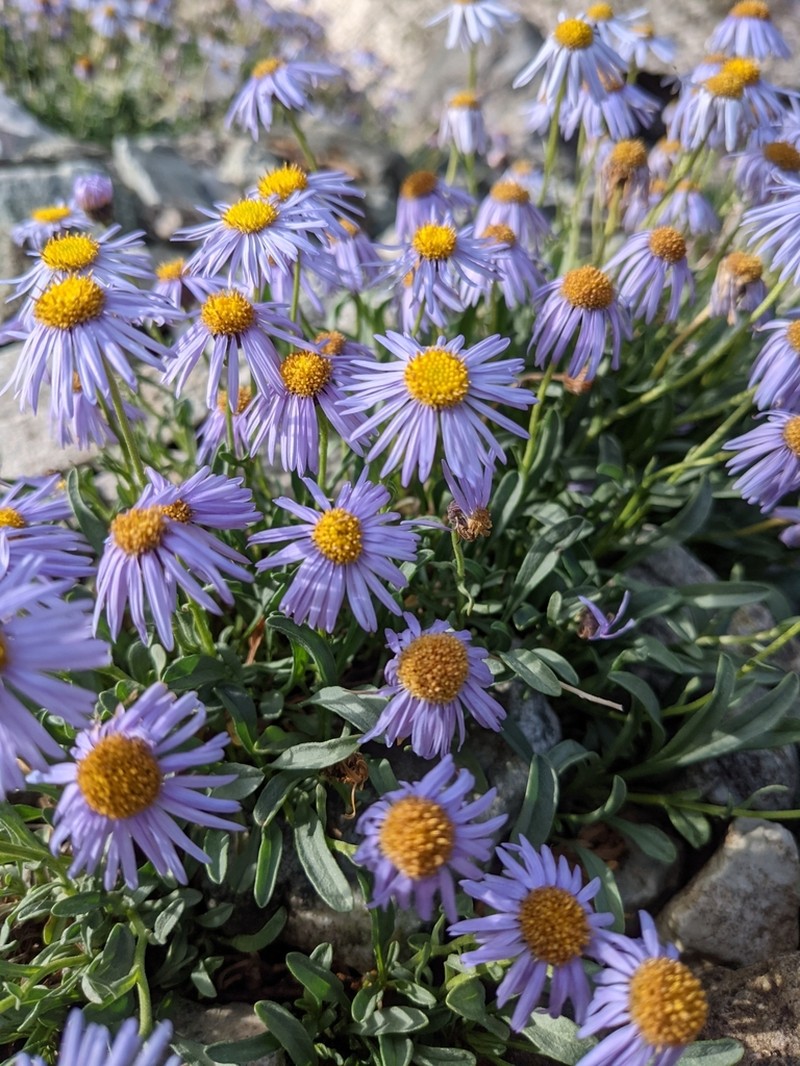 Rockslide Yellow Fleabane