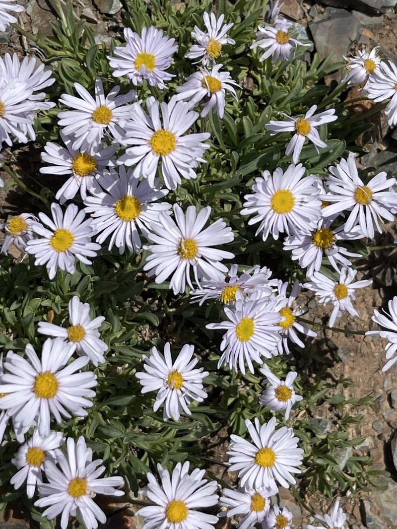Rockslide Yellow Fleabane photo 2