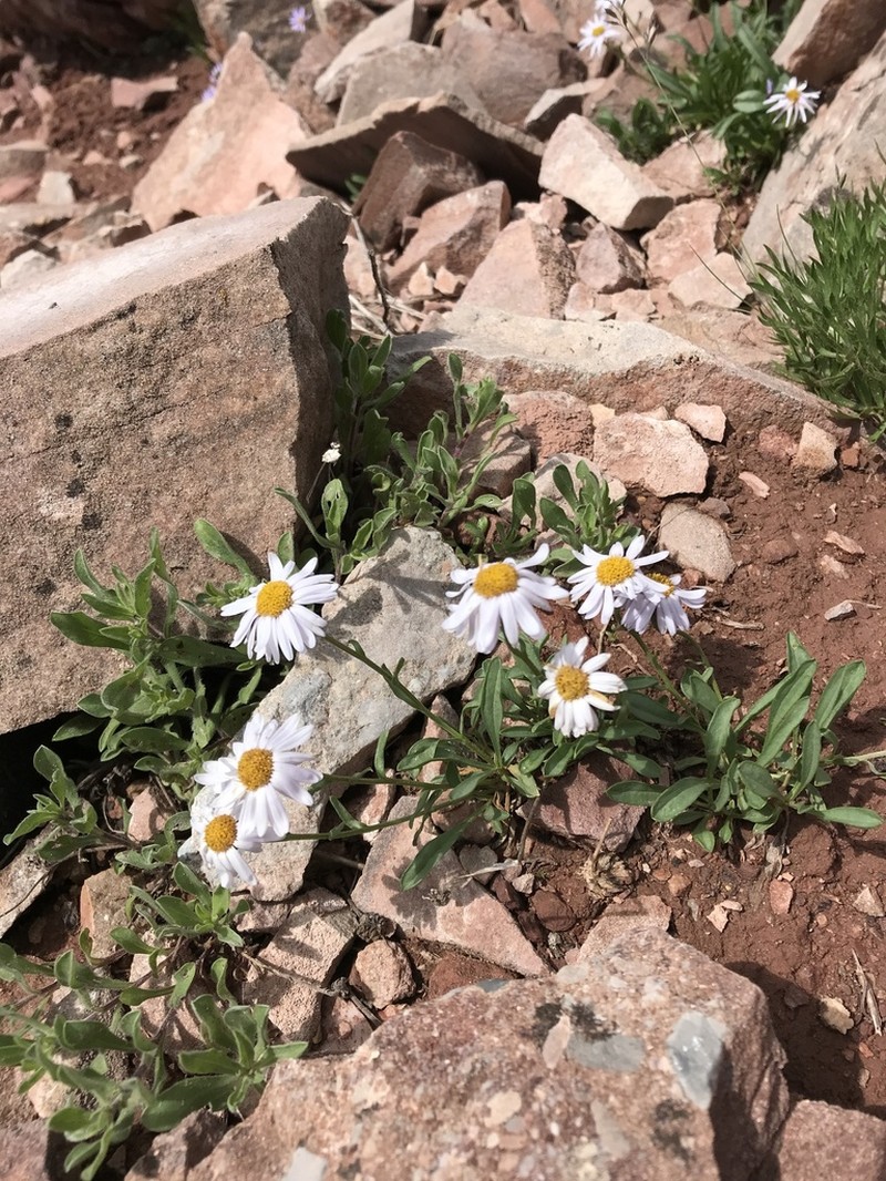 Rockslide Yellow Fleabane photo 3