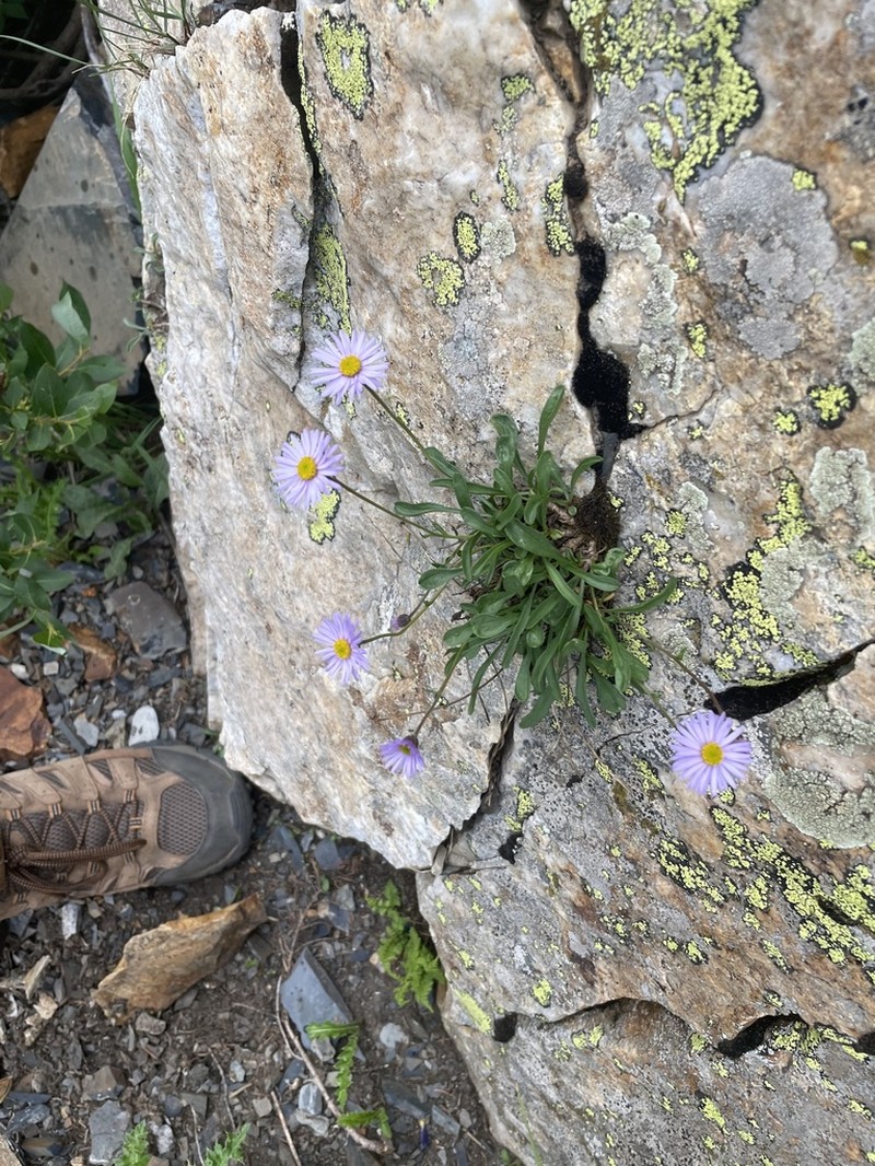 Rockslide Yellow Fleabane photo 4