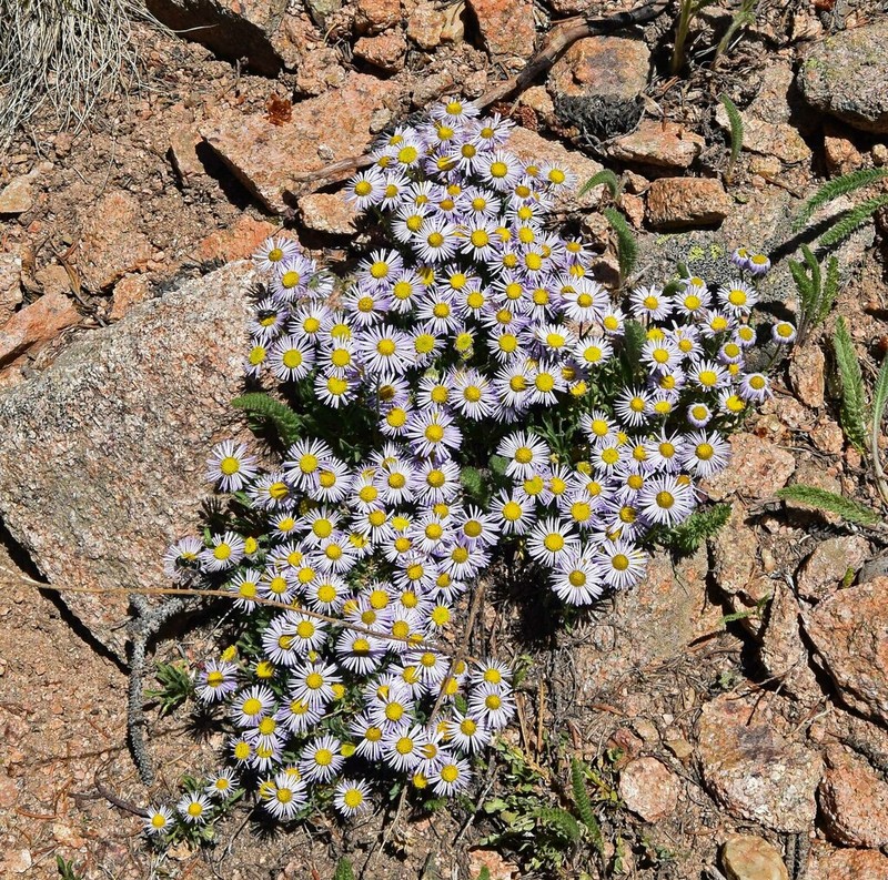 Rockslide Yellow Fleabane photo 5