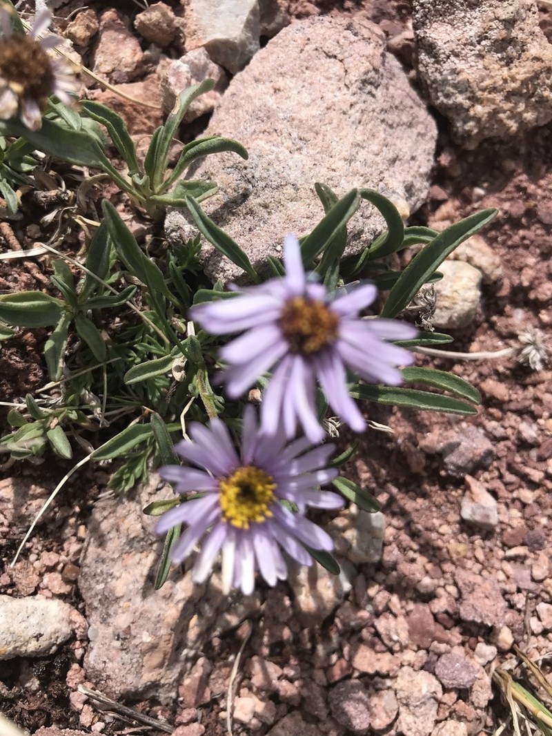 Rockslide Yellow Fleabane photo 6