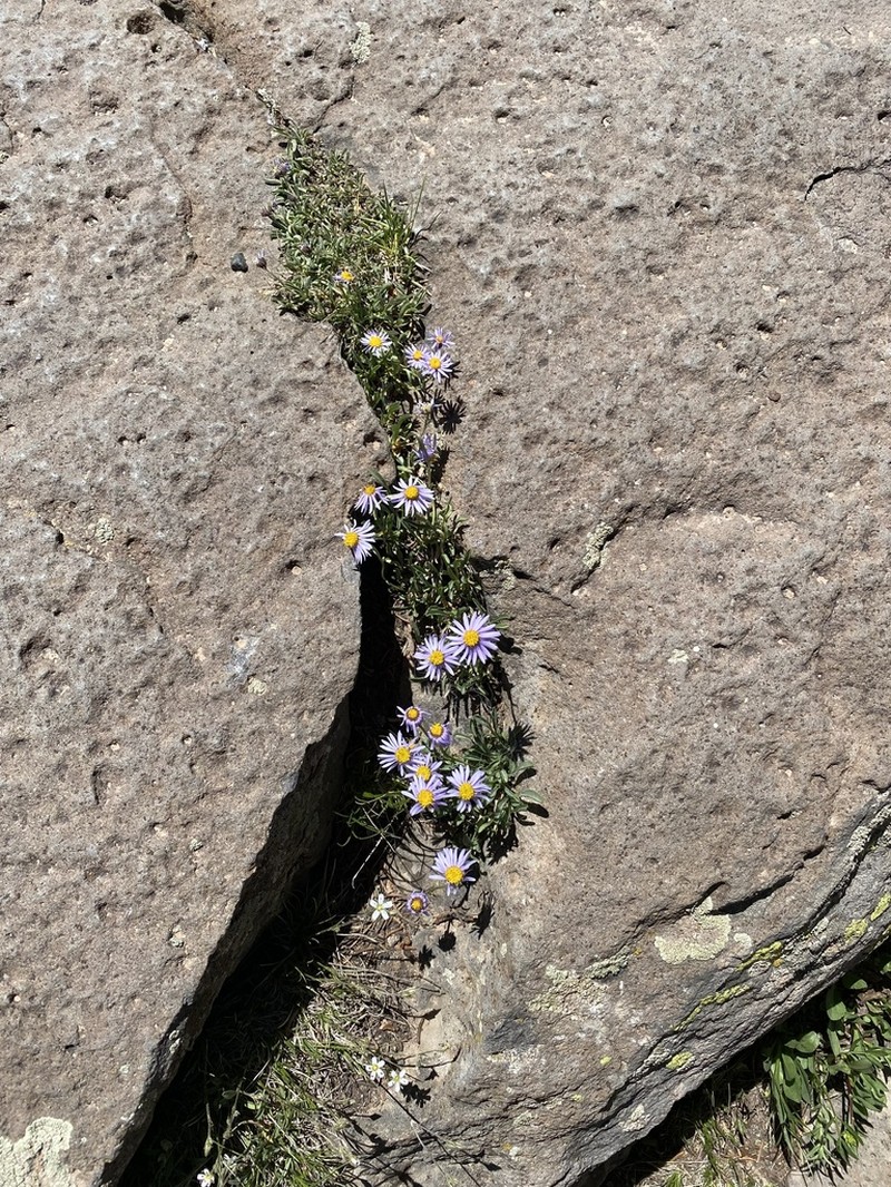 Rockslide Yellow Fleabane photo 7