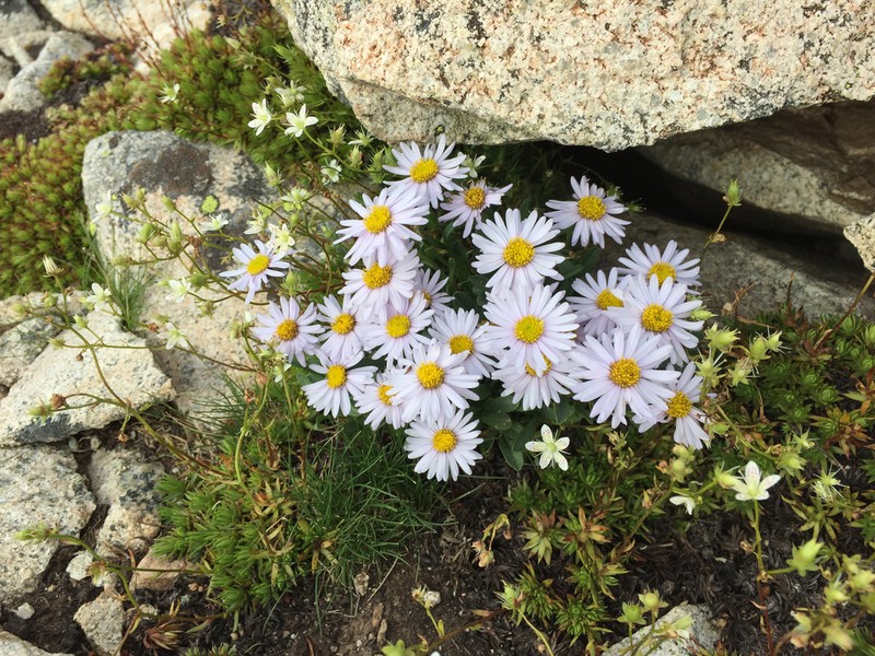 Rockslide Yellow Fleabane photo 8
