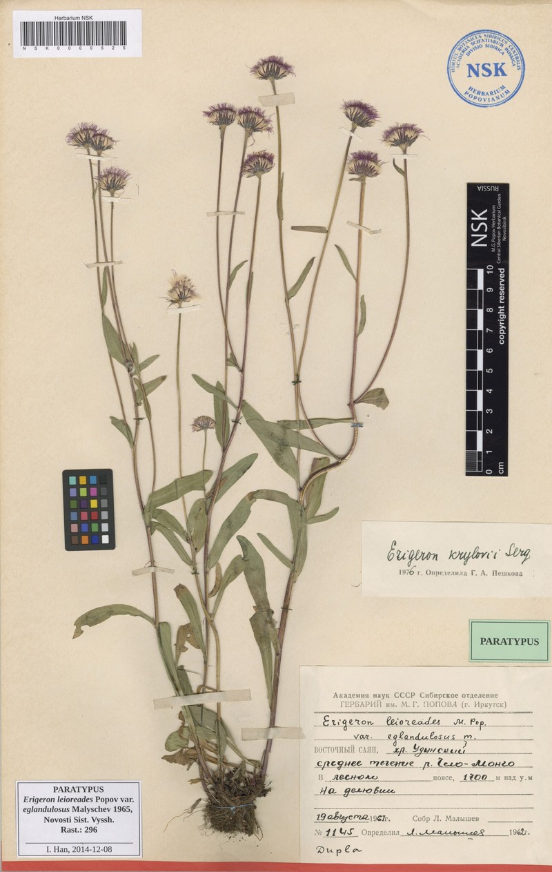 Erigeron leioreades