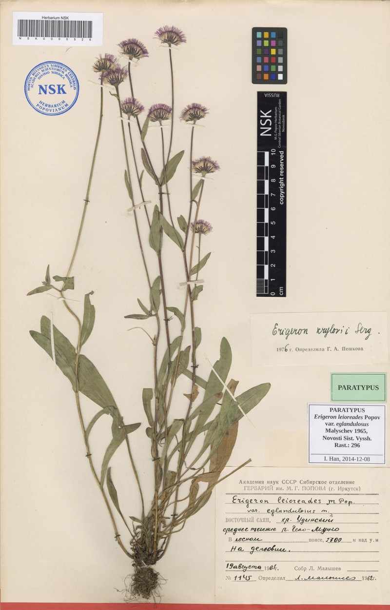 Erigeron leioreades photo 2
