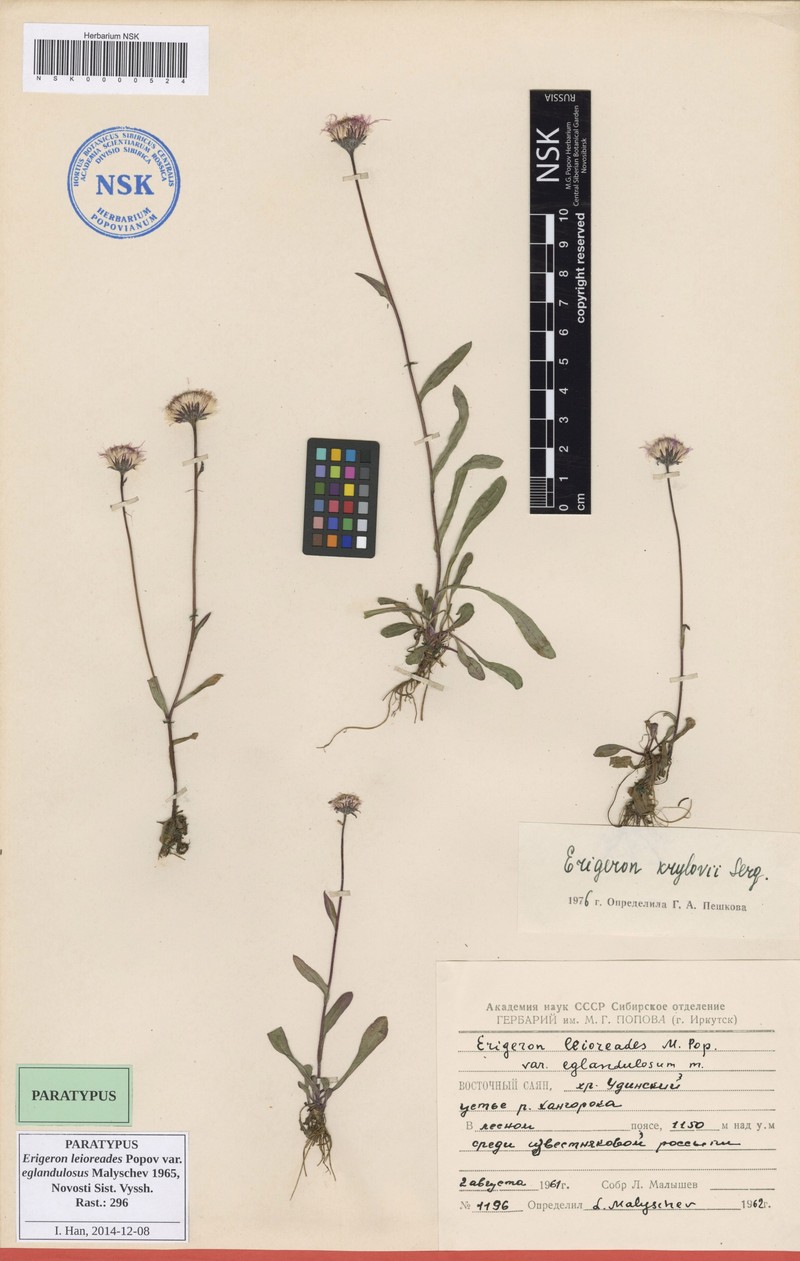 Erigeron leioreades photo 3