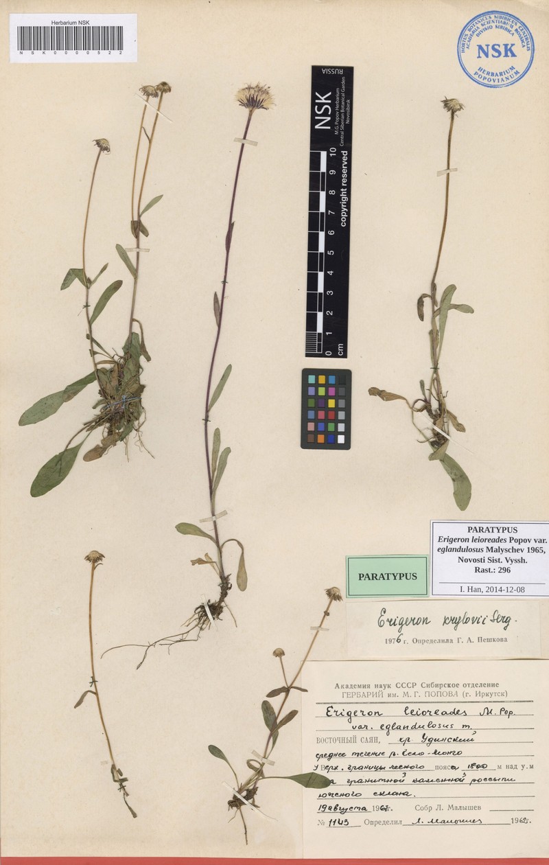 Erigeron leioreades photo 4