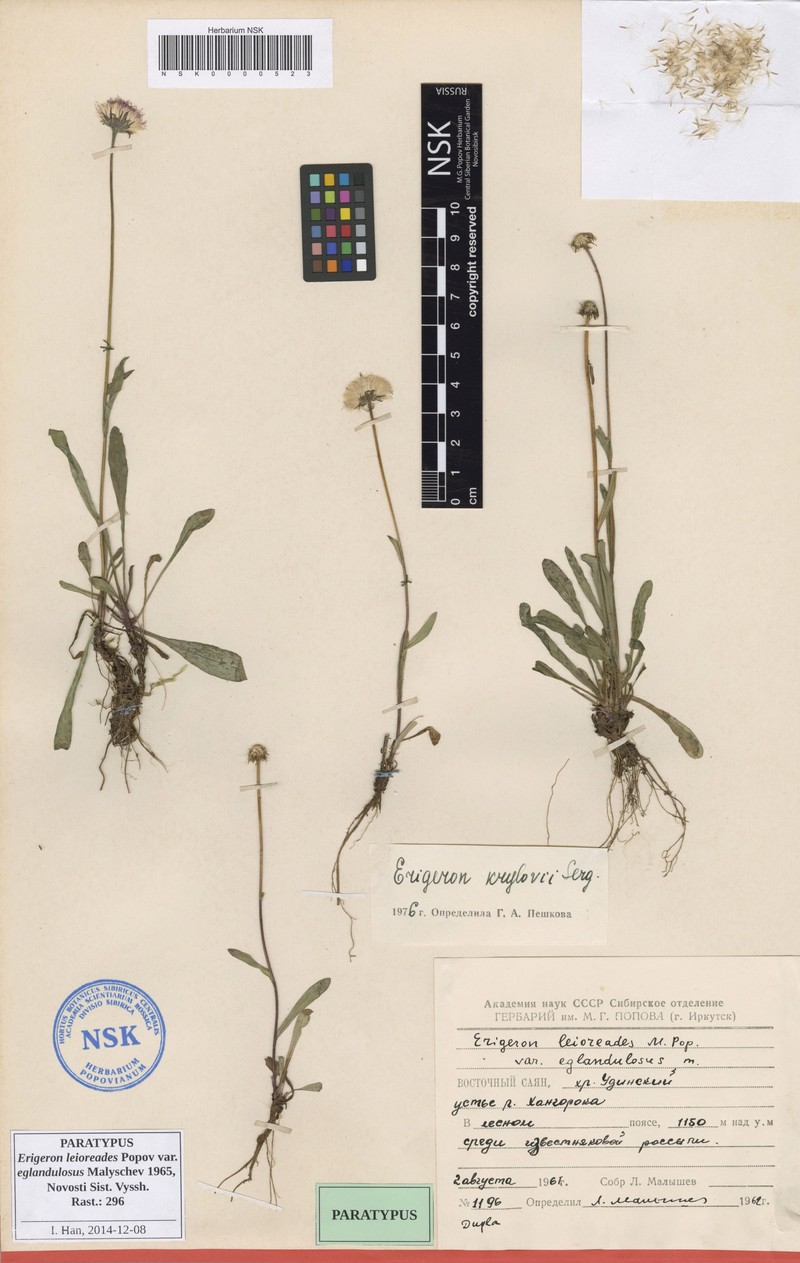 Erigeron leioreades photo 5