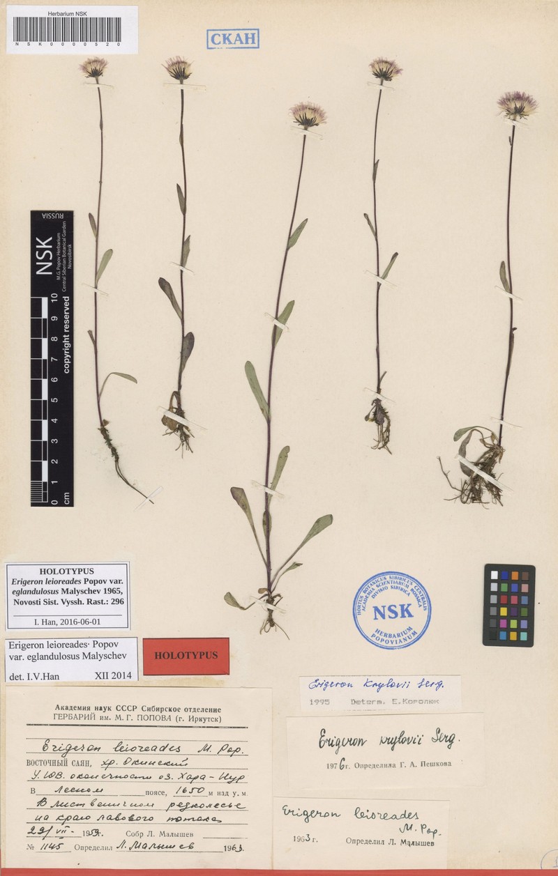 Erigeron leioreades photo 6