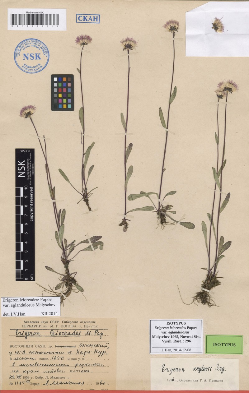 Erigeron leioreades photo 7