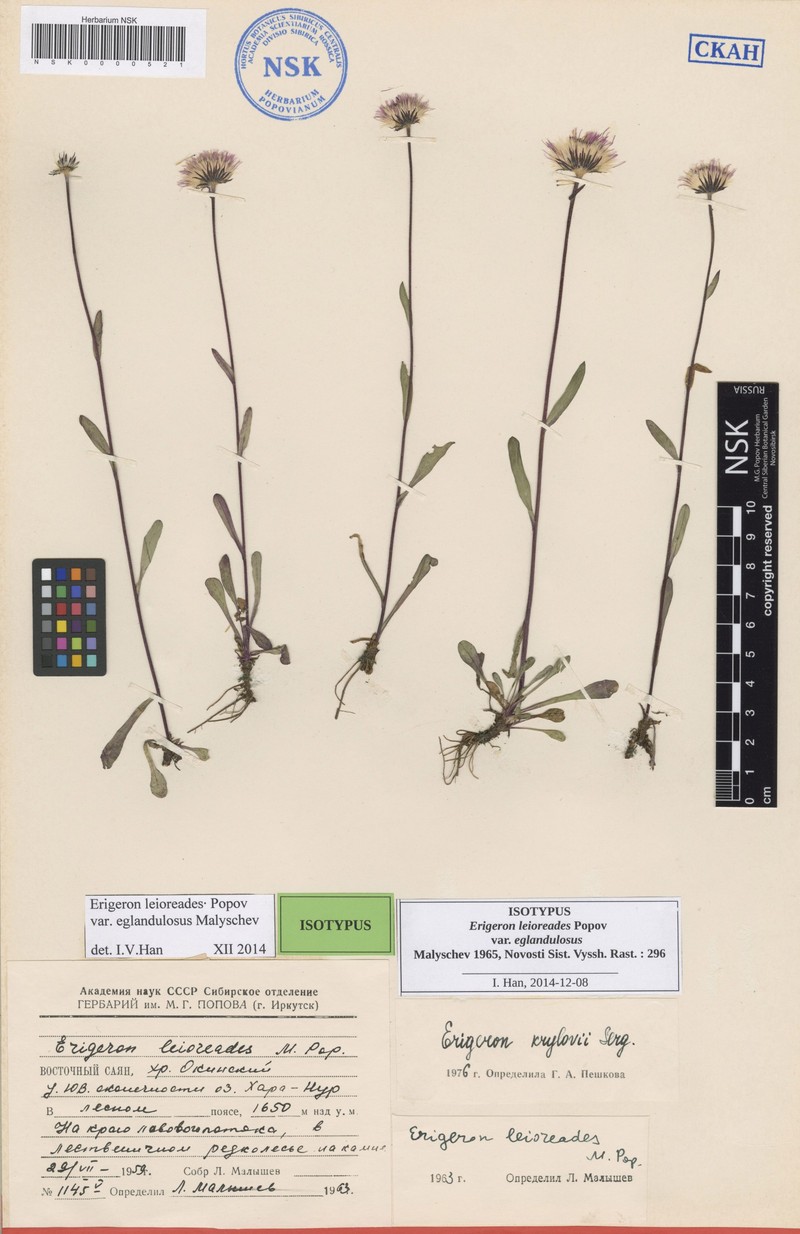 Erigeron leioreades photo 8