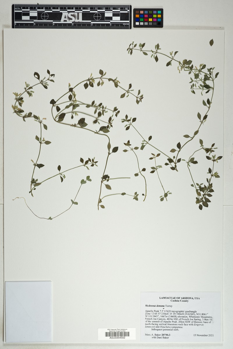 Lemmon's Fleabane photo 4