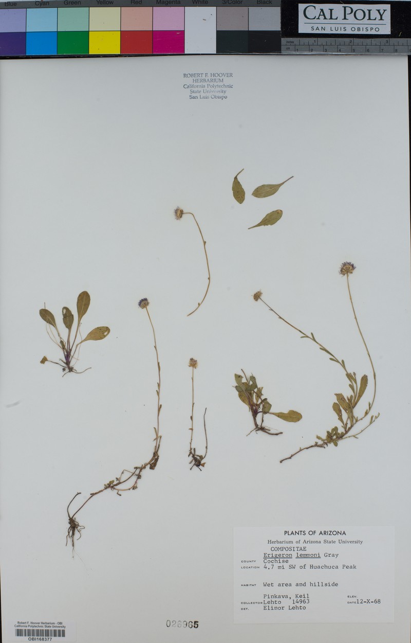 Lemmon's Fleabane photo 5