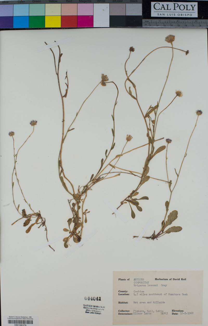 Lemmon's Fleabane photo 6