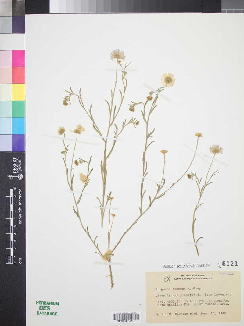 Lemmon's Fleabane photo 7