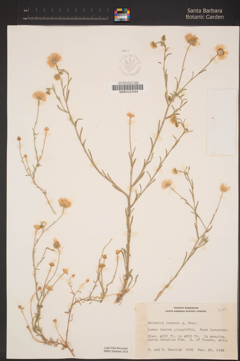 Lemmon's Fleabane photo 8