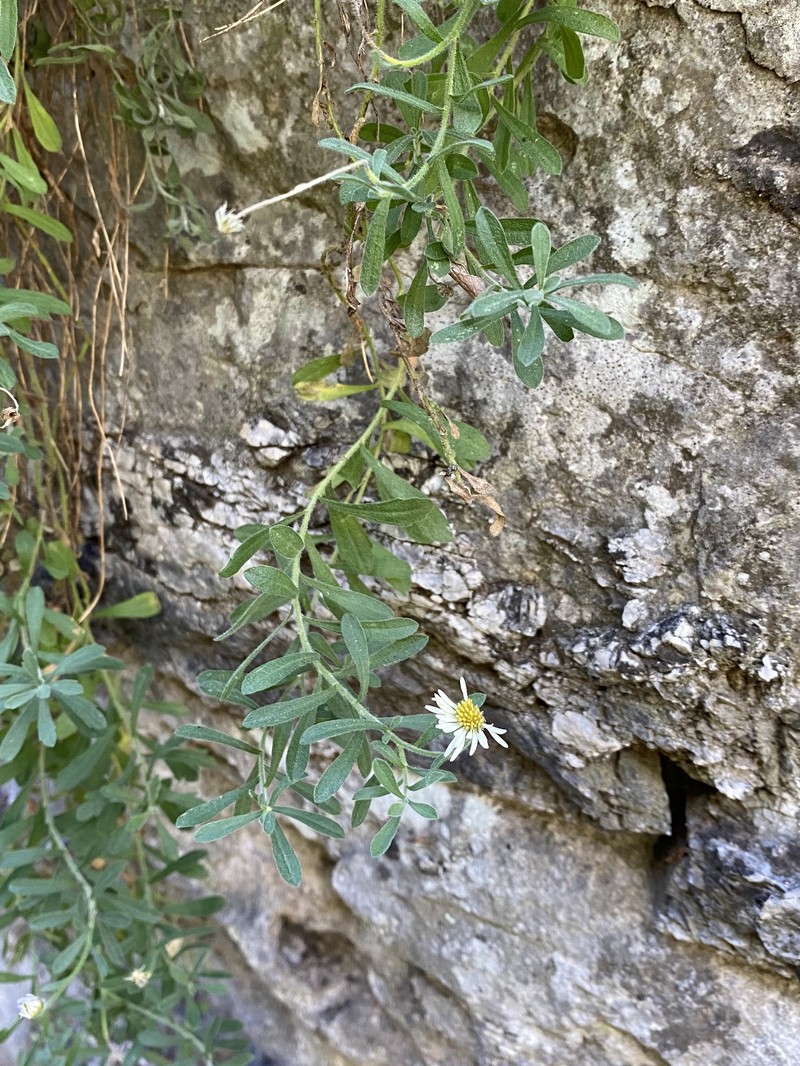 Lemmon's Fleabane photo 2