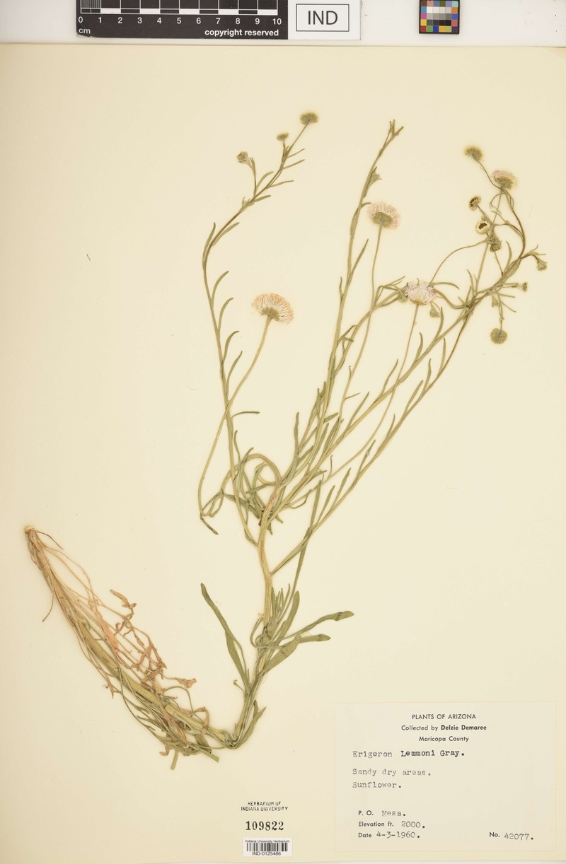 Lemmon's Fleabane photo 3
