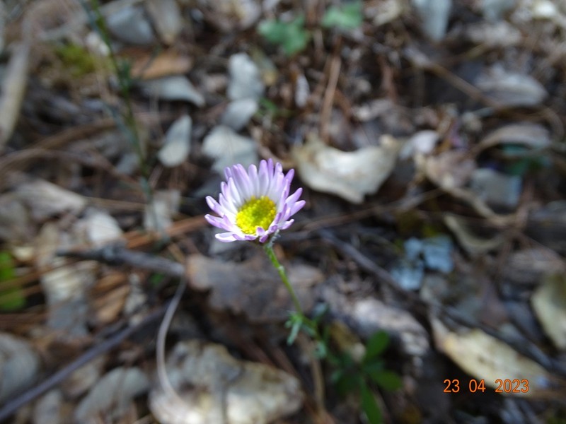 Erigeron lepidopodus