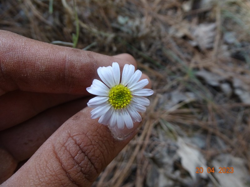 Erigeron lepidopodus photo 2