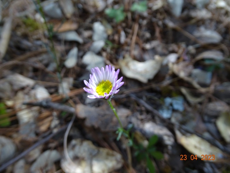 Erigeron lepidopodus photo 4