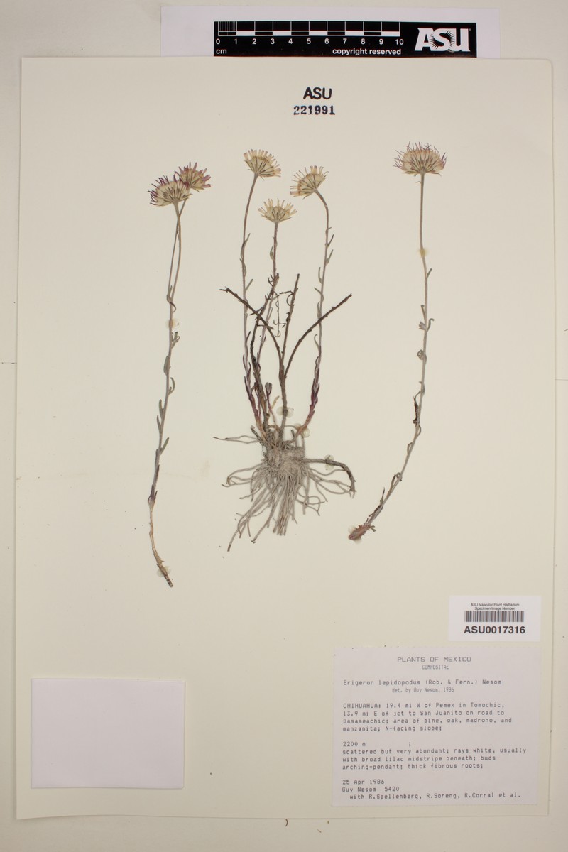 Erigeron lepidopodus photo 5
