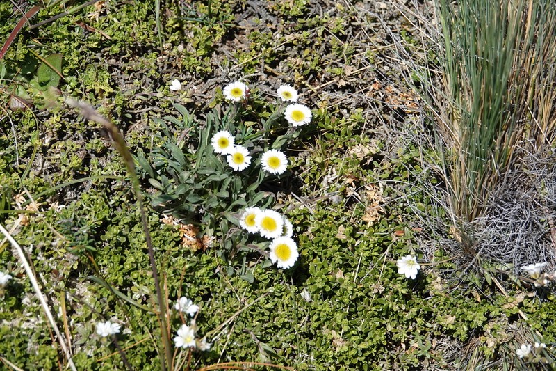 Erigeron leptopetalus photo 2