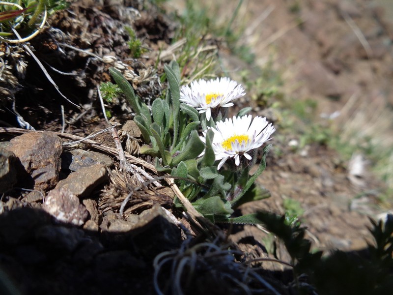Erigeron leptopetalus photo 3