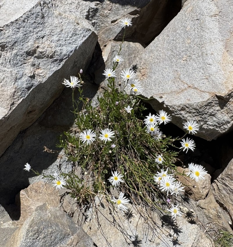 Erigeron leptopetalus photo 4