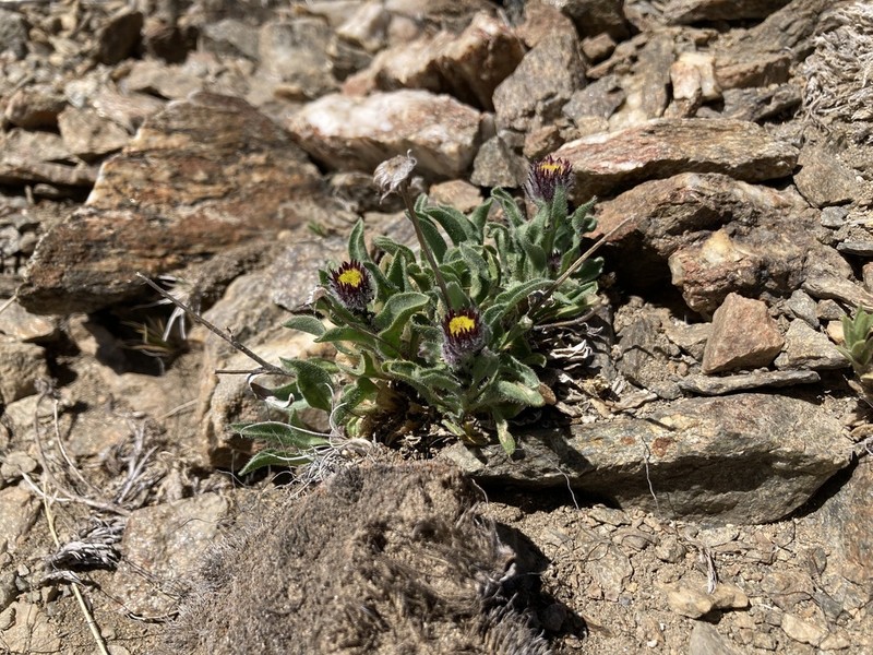 Erigeron leptopetalus photo 5