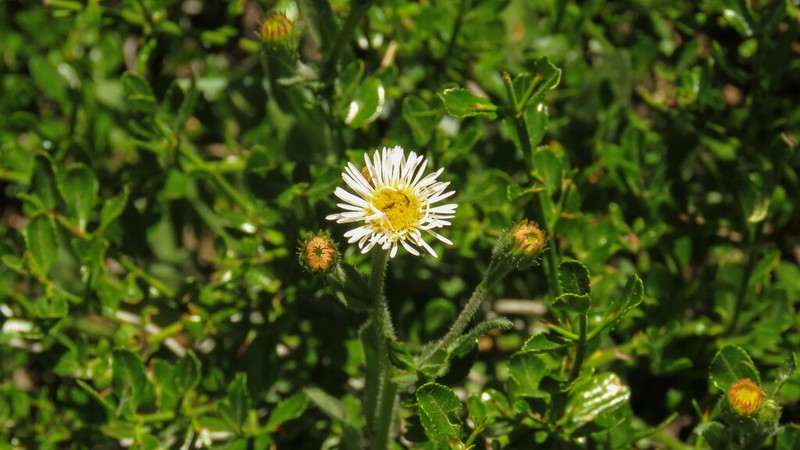 Erigeron leptopetalus photo 6